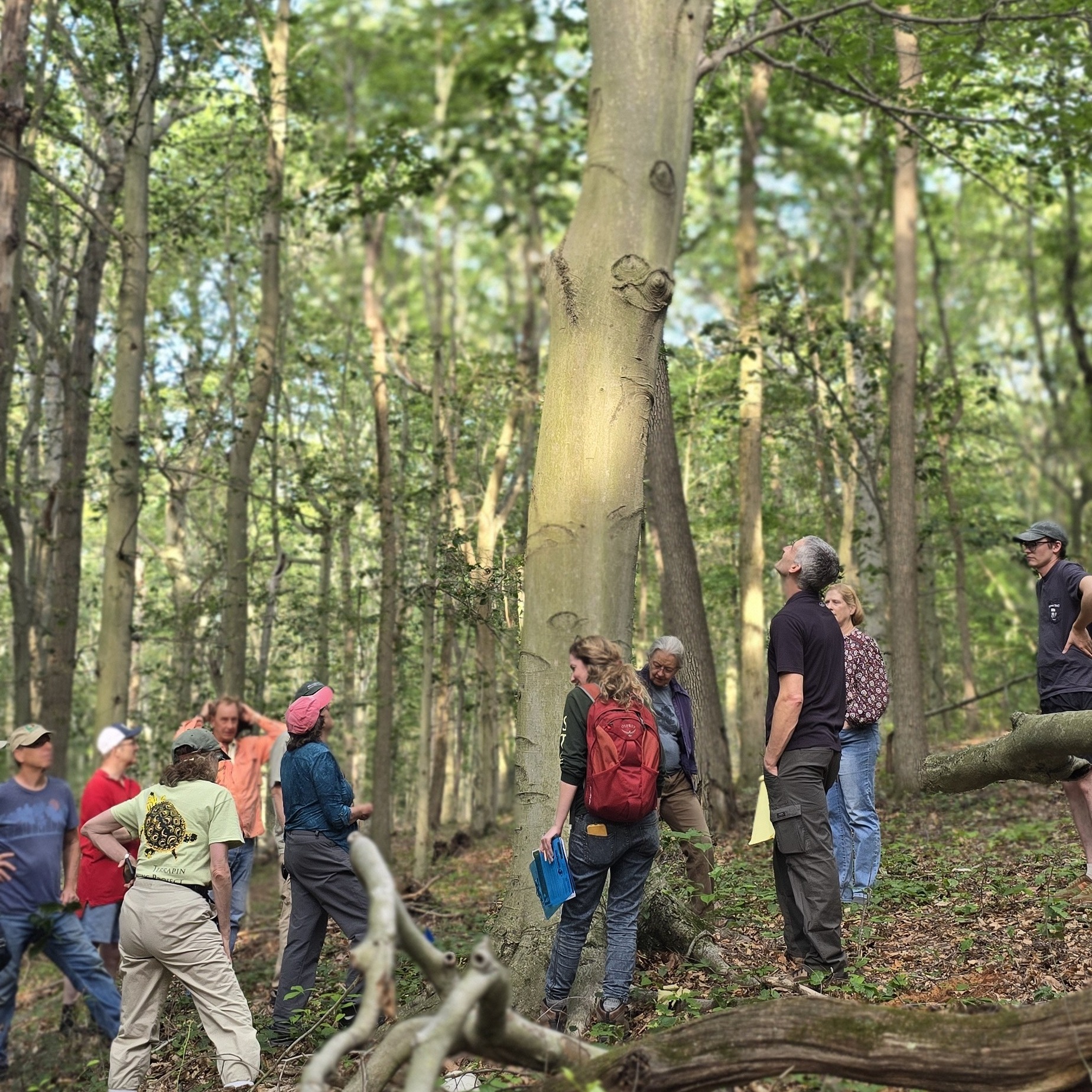 October 20th - Beech Leaf Disease Walking Tour - logo